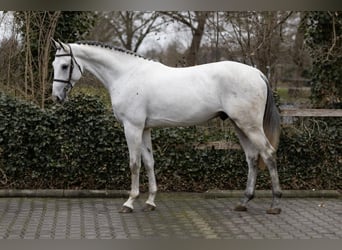 Zangersheider, Hengst, 3 Jahre, 171 cm