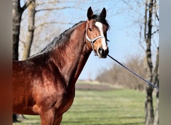 Zangersheider, Hengst, 3 Jahre, 172 cm, Rotbrauner