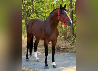 Zangersheider, Hengst, 3 Jahre, 172 cm, Rotbrauner
