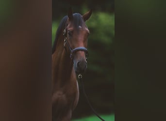 Zangersheider, Hengst, 3 Jahre, 174 cm, Brauner