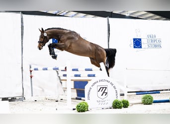 Zangersheider, Hengst, 3 Jahre, 175 cm, Rotbrauner