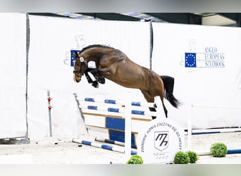 Zangersheider, Hengst, 3 Jahre, 175 cm, Rotbrauner