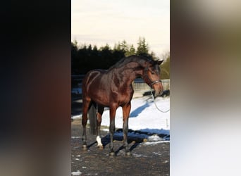 Zangersheider, Hengst, 3 Jahre, Brauner