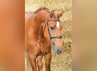 Zangersheider, Hengst, 3 Jahre, Fuchs