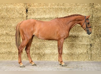 Zangersheider, Hengst, 3 Jahre, Fuchs