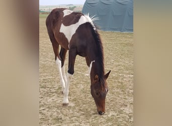 Zangersheider, Hengst, 3 Jahre, Schecke