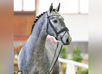 Zangersheider, Hengst, 3 Jahre, Schimmel