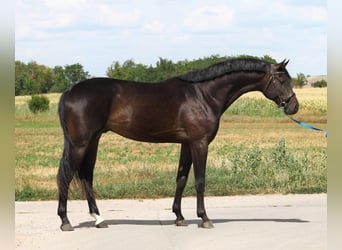 Zangersheider, Hengst, 3 Jahre