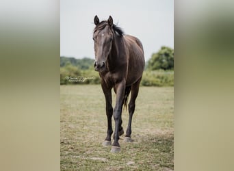 Zangersheider, Hengst, 4 Jahre, 148 cm, Rappe