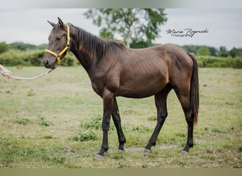 Zangersheider, Hengst, 4 Jahre, 148 cm, Rappe