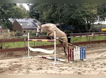 Zangersheider, Hengst, 4 Jahre, 152 cm, Buckskin