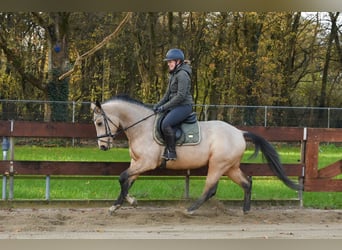 Zangersheider, Hengst, 4 Jahre, 152 cm, Buckskin