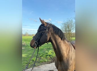 Zangersheider, Hengst, 4 Jahre, 154 cm, Brauner