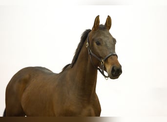 Zangersheider, Hengst, 4 Jahre, 157 cm, Dunkelbrauner