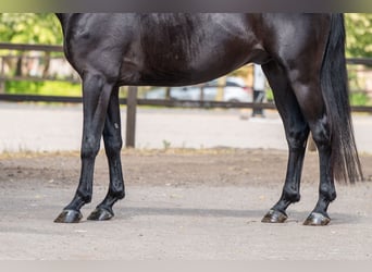 Zangersheider, Hengst, 4 Jahre, 158 cm