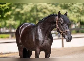 Zangersheider, Hengst, 4 Jahre, 158 cm