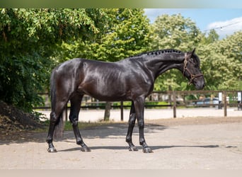 Zangersheider, Hengst, 4 Jahre, 158 cm