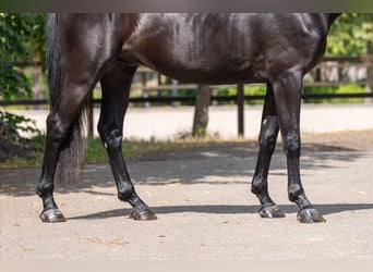 Zangersheider, Hengst, 4 Jahre, 158 cm