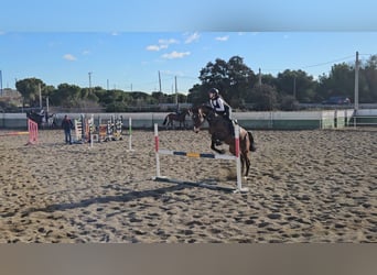 Zangersheider, Hengst, 4 Jahre, 160 cm, Dunkelbrauner