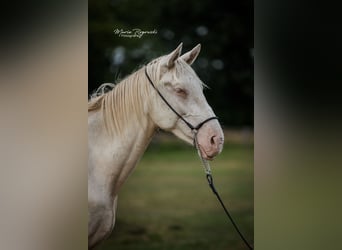 Zangersheider, Hengst, 4 Jahre, 160 cm, Perlino