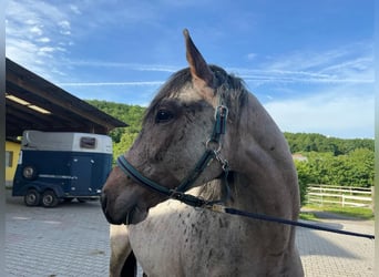 Zangersheider, Hengst, 4 Jahre, 162 cm, Roan-Bay