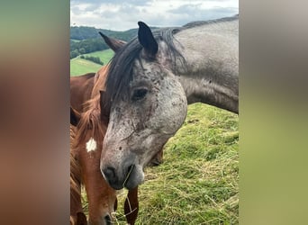 Zangersheider, Hengst, 4 Jahre, 162 cm, Roan-Bay