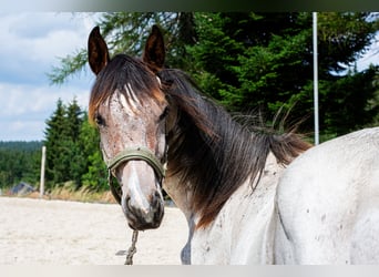 Zangersheider, Hengst, 4 Jahre, 162 cm, Roan-Bay