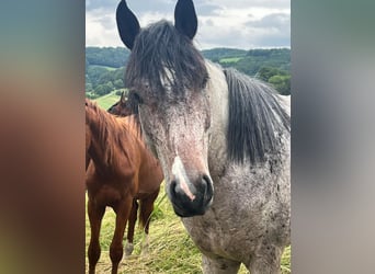 Zangersheider, Hengst, 4 Jahre, 162 cm, Roan-Bay
