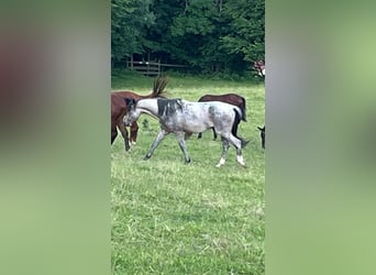 Zangersheider, Hengst, 4 Jahre, 162 cm, Roan-Bay