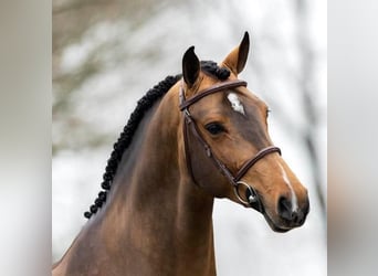 Zangersheider, Hengst, 4 Jahre, 164 cm, Brauner