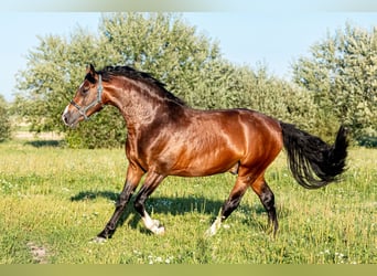 Zangersheider, Hengst, 4 Jahre, 164 cm, Dunkelbrauner