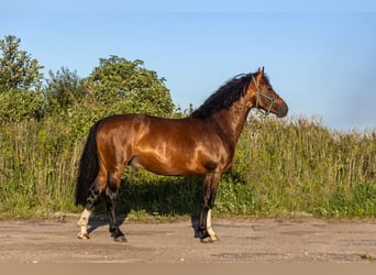 Zangersheider, Hengst, 4 Jahre, 164 cm, Dunkelbrauner