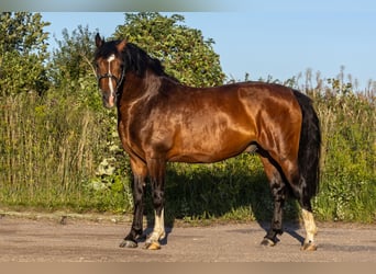 Zangersheider, Hengst, 4 Jahre, 164 cm, Dunkelbrauner