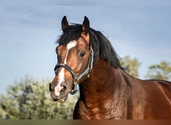 Zangersheider, Hengst, 4 Jahre, 164 cm, Dunkelbrauner