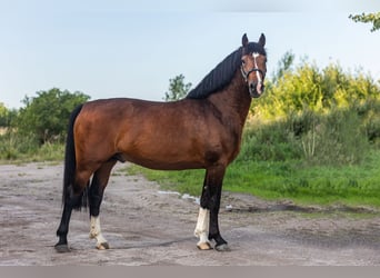 Zangersheider, Hengst, 4 Jahre, 164 cm, Dunkelbrauner