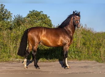 Zangersheider, Hengst, 4 Jahre, 164 cm, Dunkelbrauner