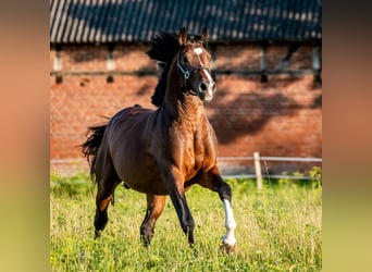 Zangersheider, Hengst, 4 Jahre, 164 cm, Dunkelbrauner