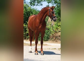 Zangersheider, Hengst, 4 Jahre, 164 cm