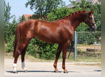Zangersheider, Hengst, 4 Jahre, 164 cm