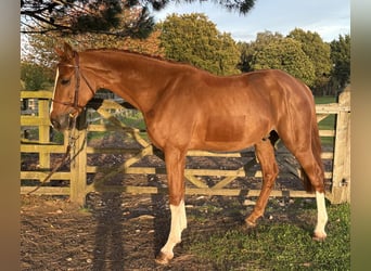 Zangersheider, Hengst, 4 Jahre, 167 cm, Fuchs