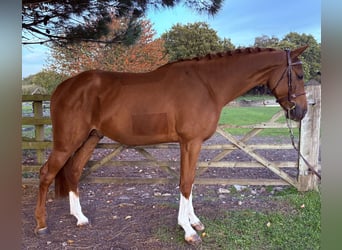 Zangersheider, Hengst, 4 Jahre, 167 cm, Fuchs