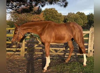 Zangersheider, Hengst, 4 Jahre, 167 cm, Fuchs