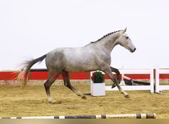 Zangersheider, Hengst, 4 Jahre, 167 cm, Schimmel