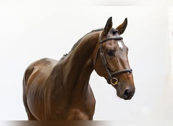 Zangersheider, Hengst, 4 Jahre, 168 cm, Brauner