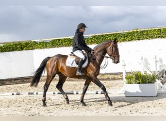 Zangersheider, Hengst, 4 Jahre, 168 cm, Brauner