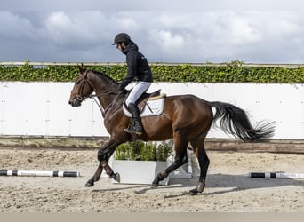 Zangersheider, Hengst, 4 Jahre, 168 cm, Brauner