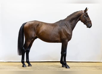 Zangersheider, Hengst, 4 Jahre, 168 cm, Brauner