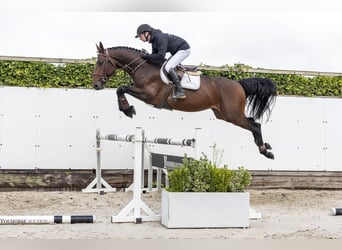 Zangersheider, Hengst, 4 Jahre, 168 cm, Brauner