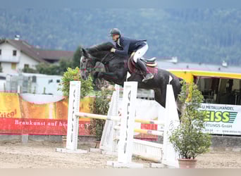 Zangersheider, Hengst, 4 Jahre, 168 cm, Rappschimmel