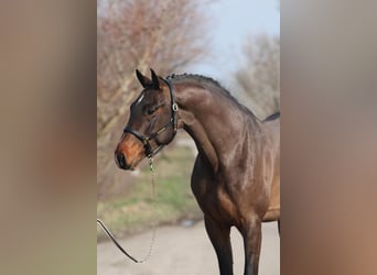 Zangersheider, Hengst, 4 Jahre, 169 cm, Dunkelbrauner